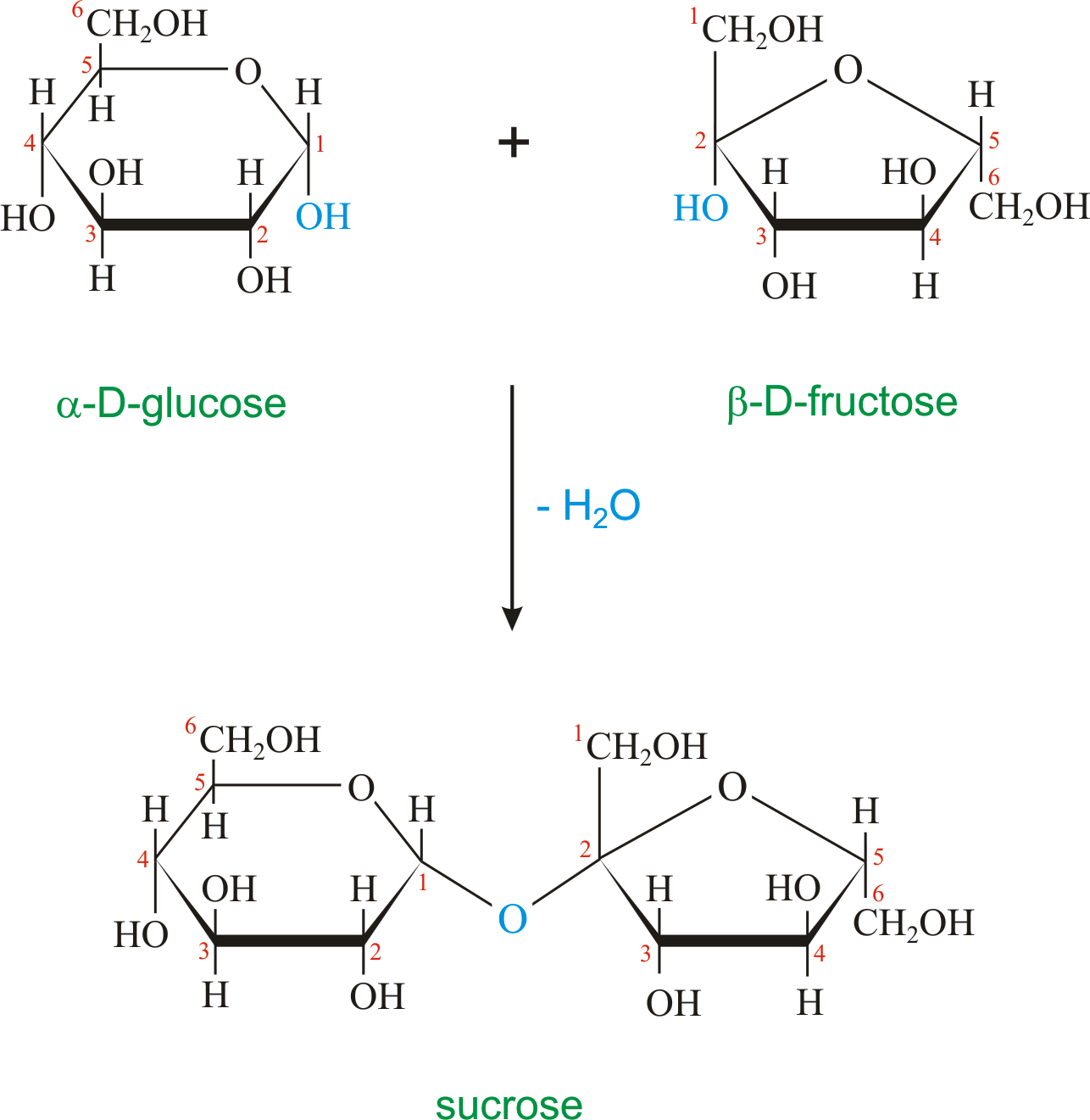 Download Sucrose png Image From Glossary periodni