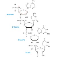 Ribonucleic acid (RNA) (1156×1508 px)